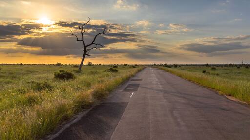 Paved road through savanna