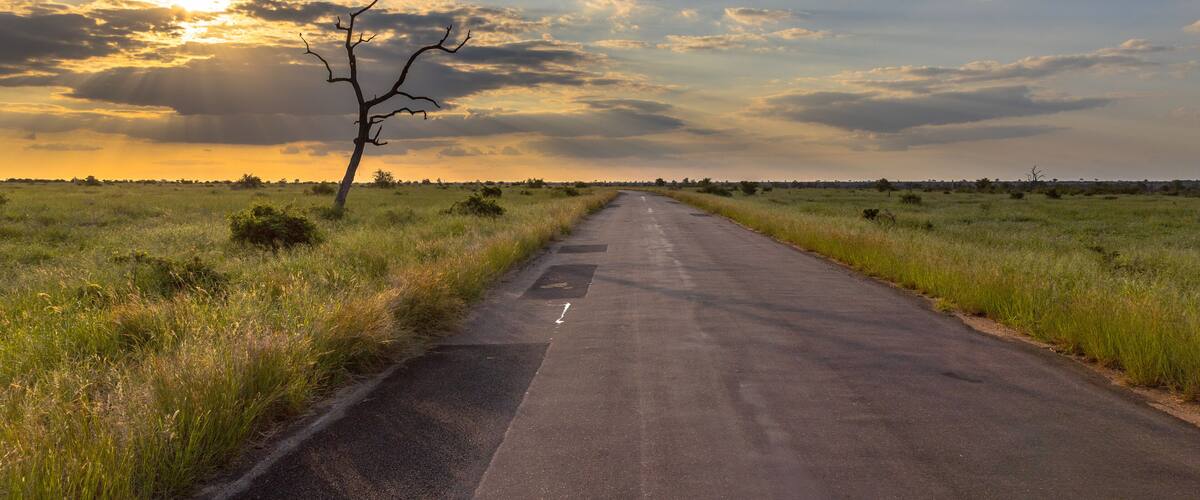 A road in a grassy field with a leafless tree on the left and a sunset in the background.
