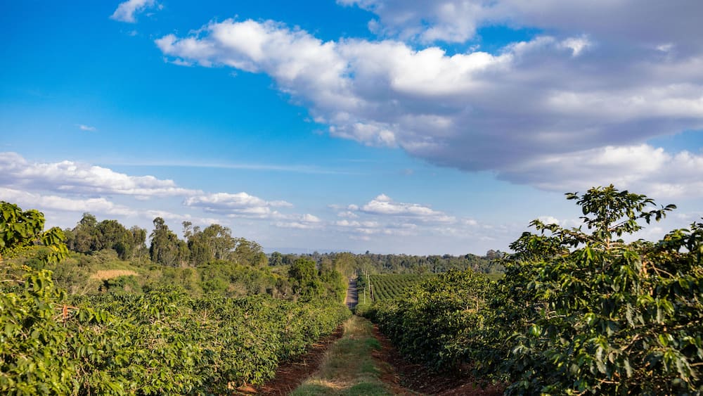 Coffee Farm Farming In Kenya Beans Ripe Red And Green Leaves In The Farm Travel Documentary In Ruiru Kiambu County Kenya Landscapes East Africa Nature Flora Fauna Fruits Cherry