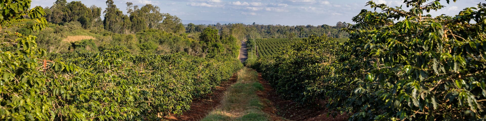 Coffee Farm Farming In Kenya Beans Ripe Red And Green Leaves In The Farm Travel Documentary In Ruiru Kiambu County Kenya Landscapes East Africa Nature Flora Fauna Fruits Cherry