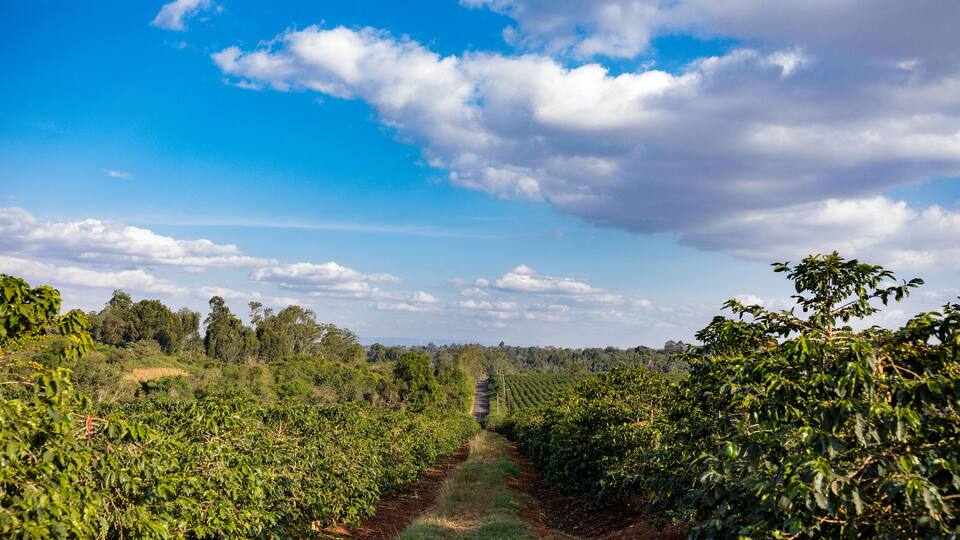 A coffee plantation with rows of coffee plants under a clear sky.