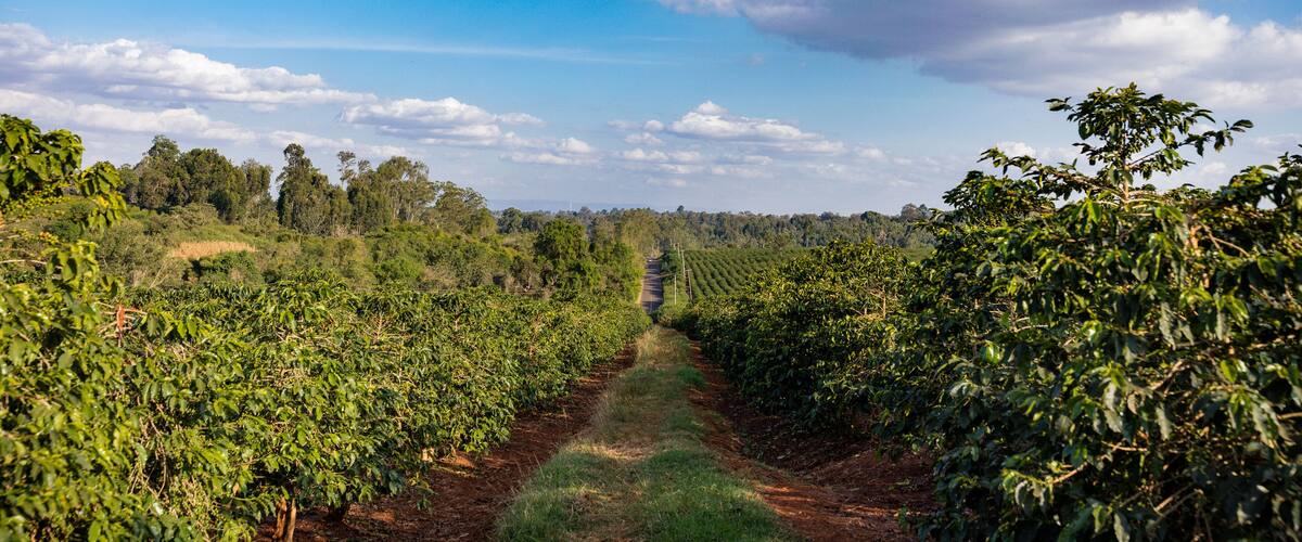 A coffee plantation with rows of coffee plants under a clear sky.