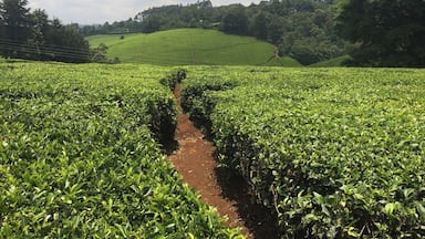 Uma plantação de chá exuberante, com fileiras de plantas de chá e uma trilha de terra que a atravessa.