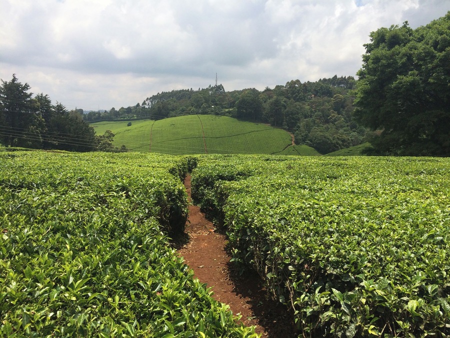 Acres of lush tea farms in Limuru Kenya.