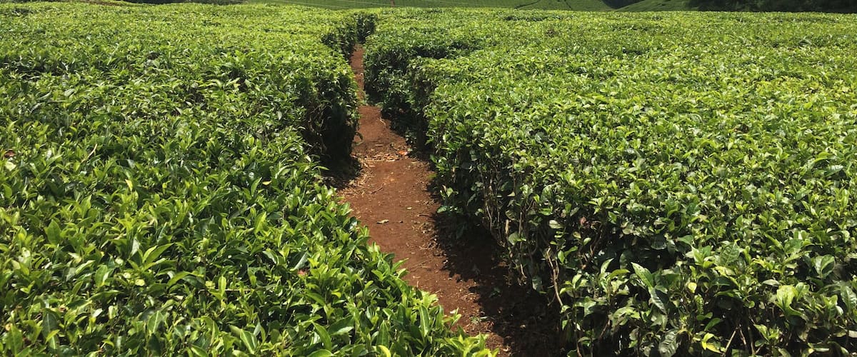 A lush tea plantation with rows of tea plants and a dirt path leading through it.