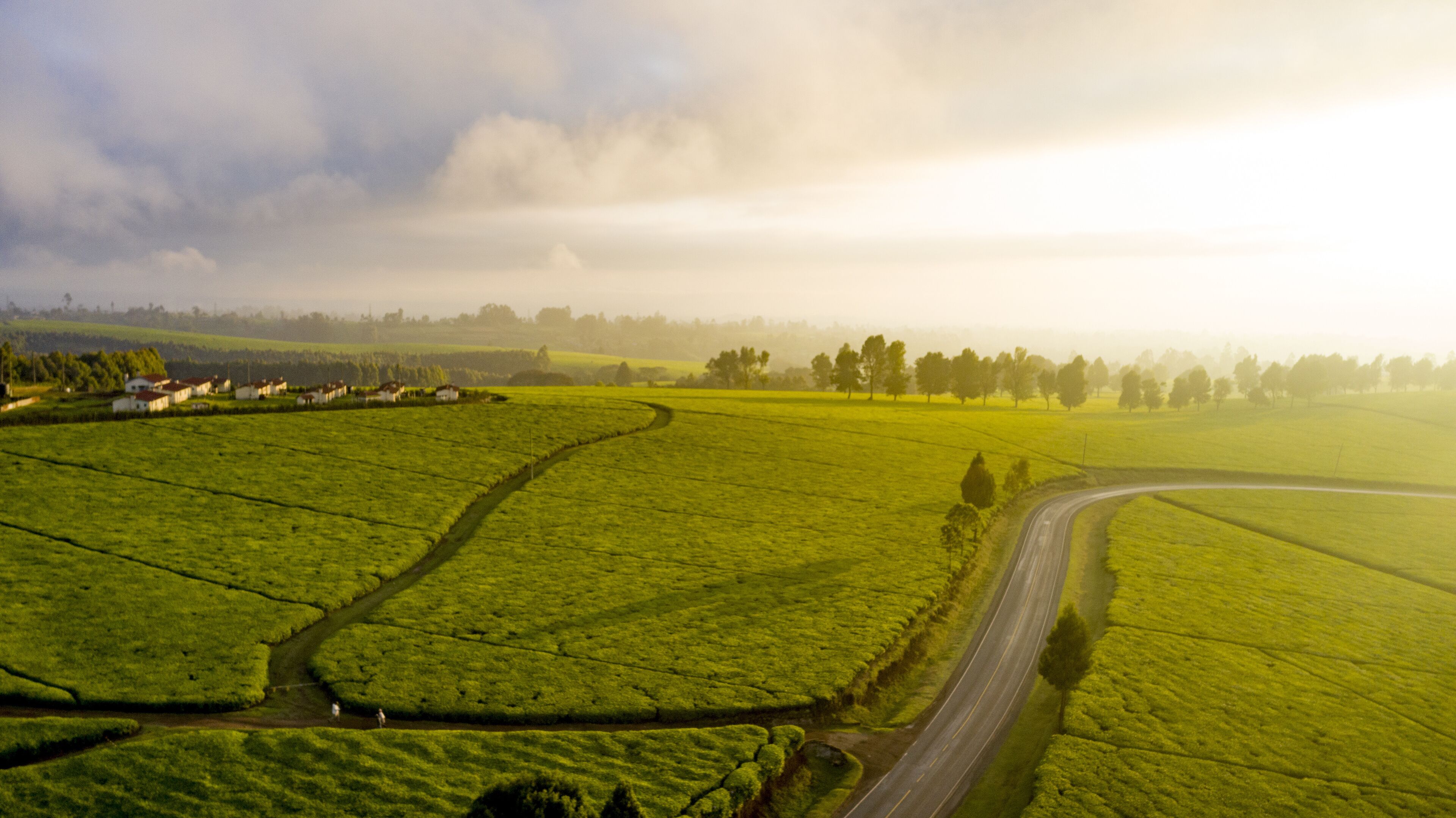 Aerial view of a road cutting through the vibrant green tea fields under the soft morning light with homes in the distance, Limuru, Kiambu County, Kenya.