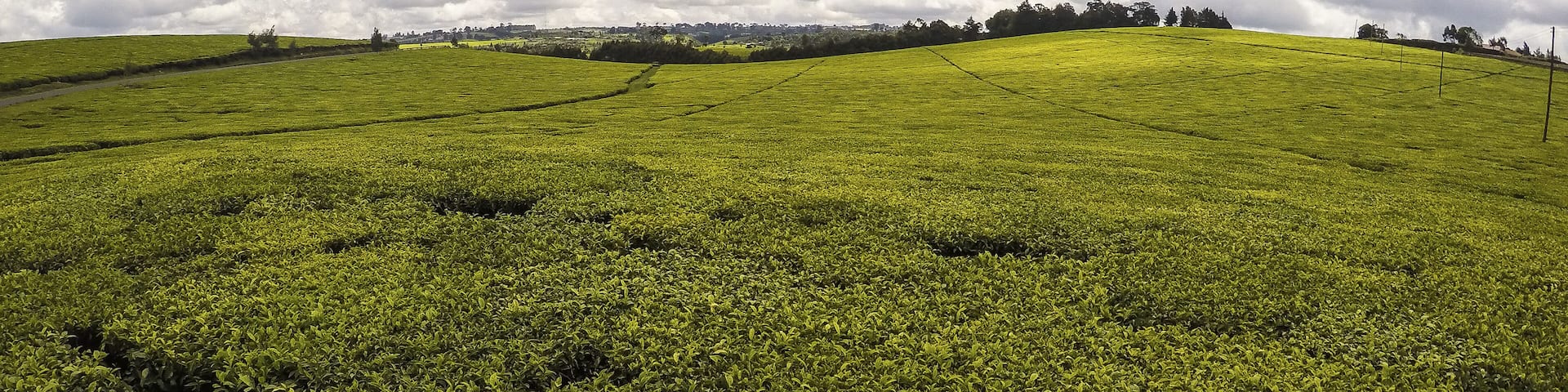 View of sprawling tea fields blanketed in vibrant green, under a vast sky dotted with fluffy white clouds, Limuru, Kiambu County, Kenya.