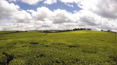 Plantação de chá verde exuberante, com colinas ondulantes e céu parcialmente nublado.