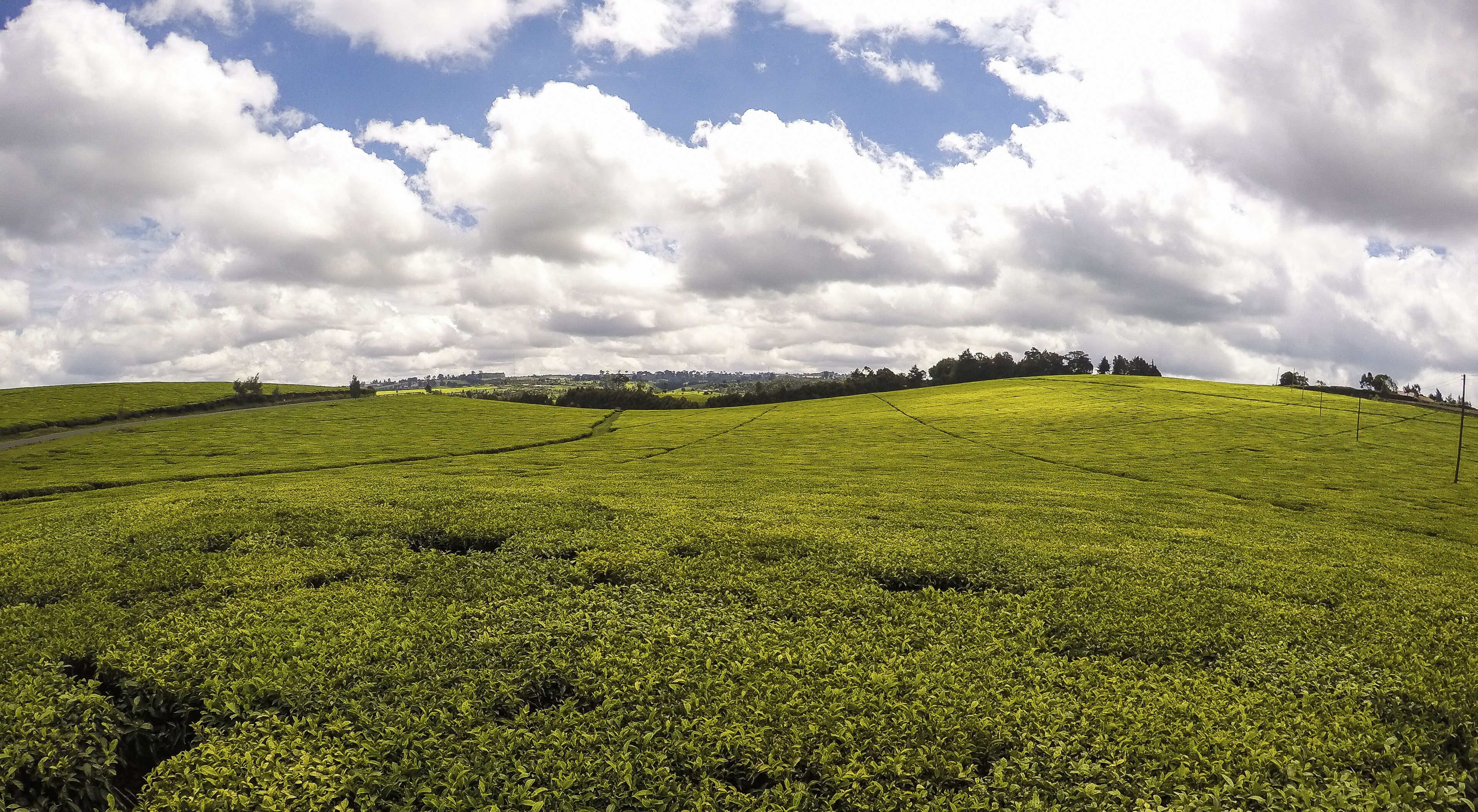 A lush green tea plantation with rolling hills and a partly cloudy sky.