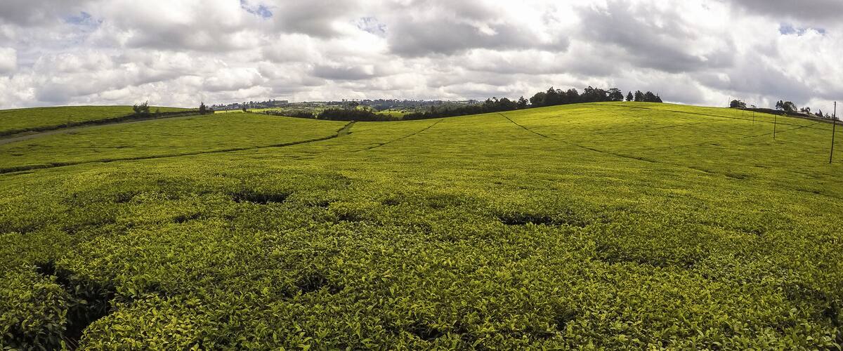 A lush green tea plantation with rolling hills and a partly cloudy sky.