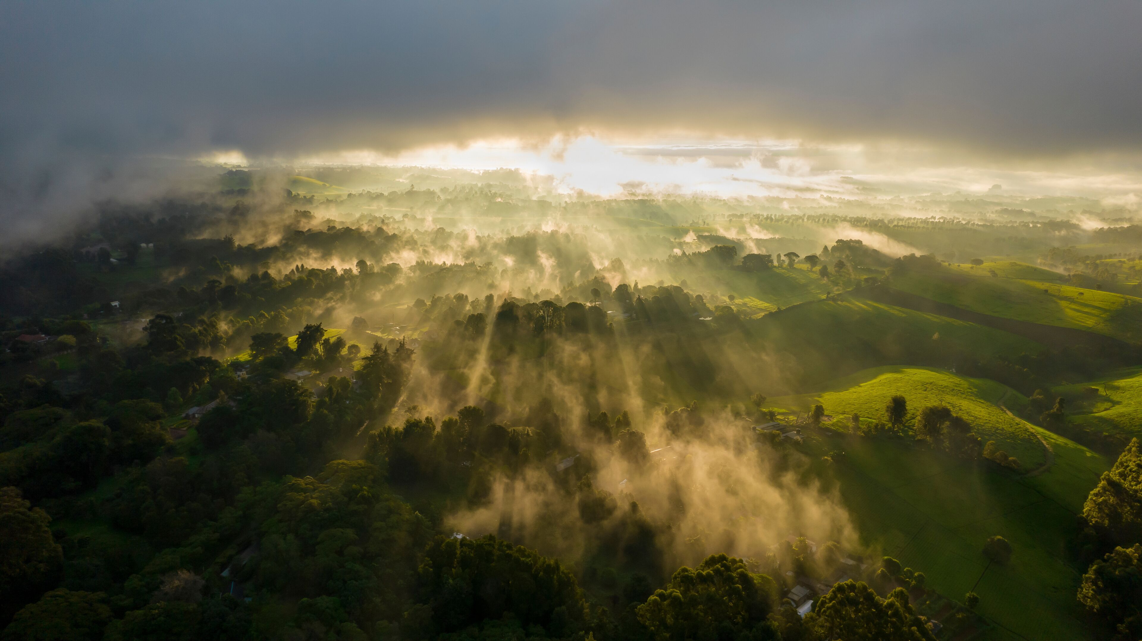 Aerial view of misty sunrise over lush tea plantation surrounded by serene forest, Tigoni, Kenya.