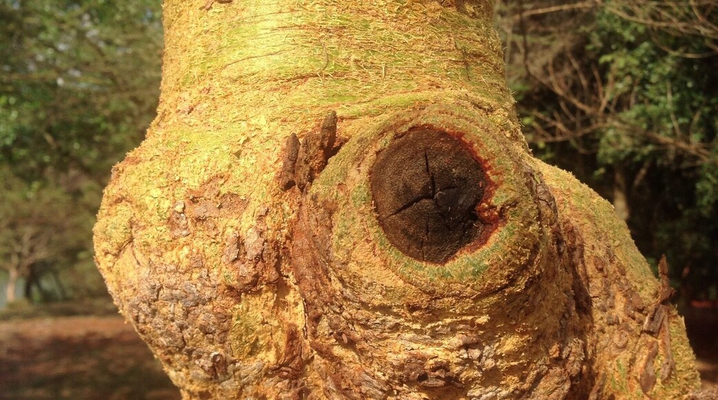 The tree of Masai which has a lot of health benefits