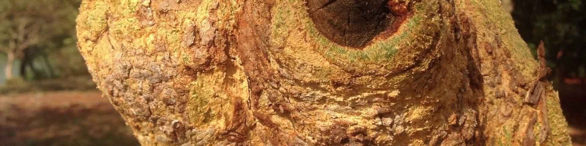 The tree of Masai which has a lot of health benefits