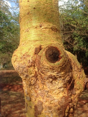 The tree of Masai which has a lot of health benefits