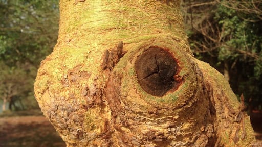 The tree of Masai which has a lot of health benefits
