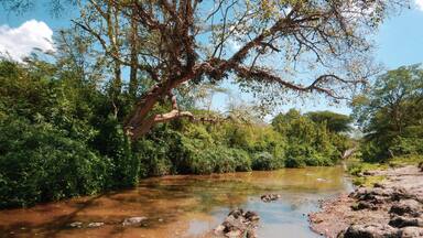 Scenic view of Acacia trees growing on the banks of Athi River in Nairobi National Park, kenya