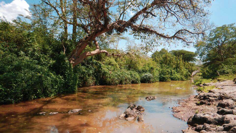 A river with clear water, surrounded by dense green foliage and a large tree with a thick trunk.
