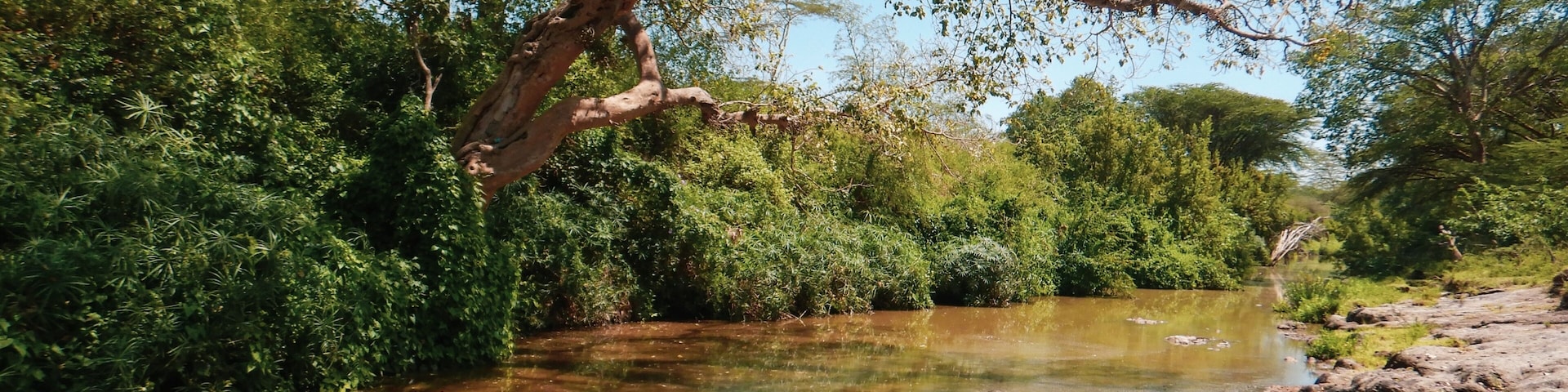 Scenic view of Acacia trees growing on the banks of Athi River in Nairobi National Park, kenya