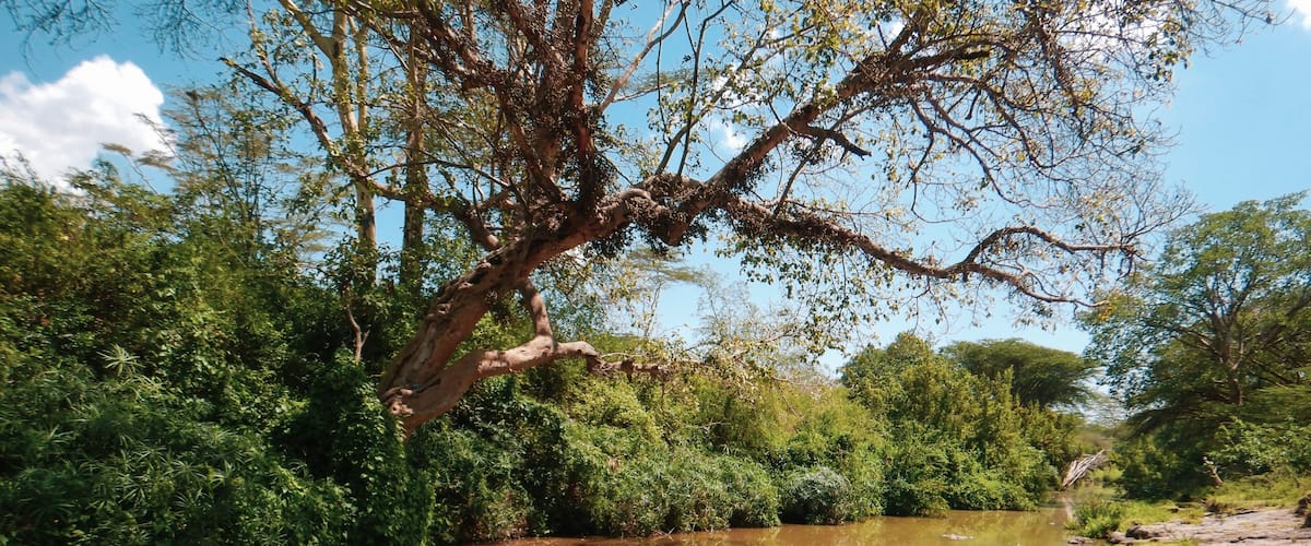 A river with clear water, surrounded by dense green foliage and a large tree with a thick trunk.