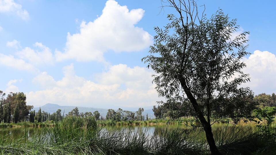 A river with a tree in the foreground, surrounded by grass and reeds, with mountains in the background under a partly cloudy sky.
