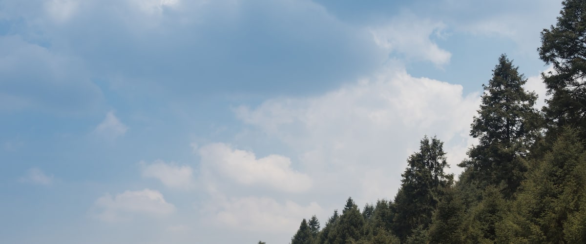 A dense forest with a mountain in the background under a partly cloudy sky.