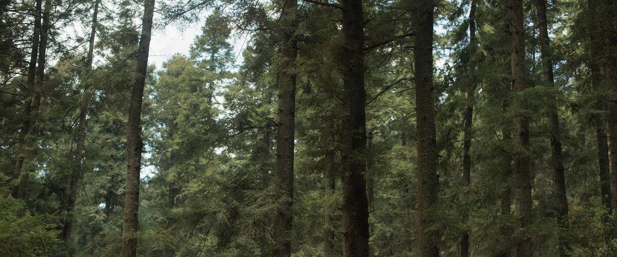 A forest with tall trees and a dirt path.