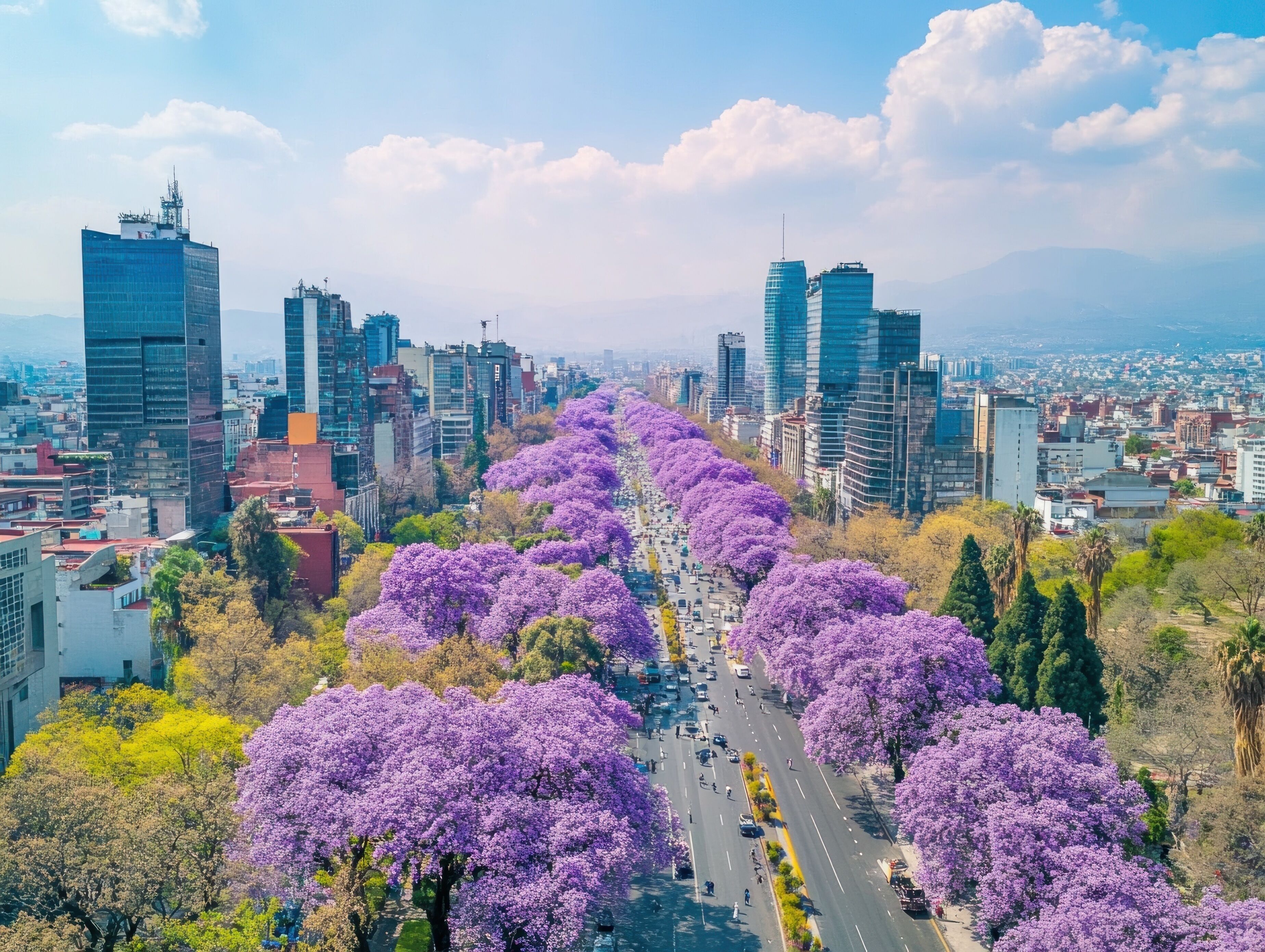 Aerial view of a city street lined with purple jacaranda trees during the day