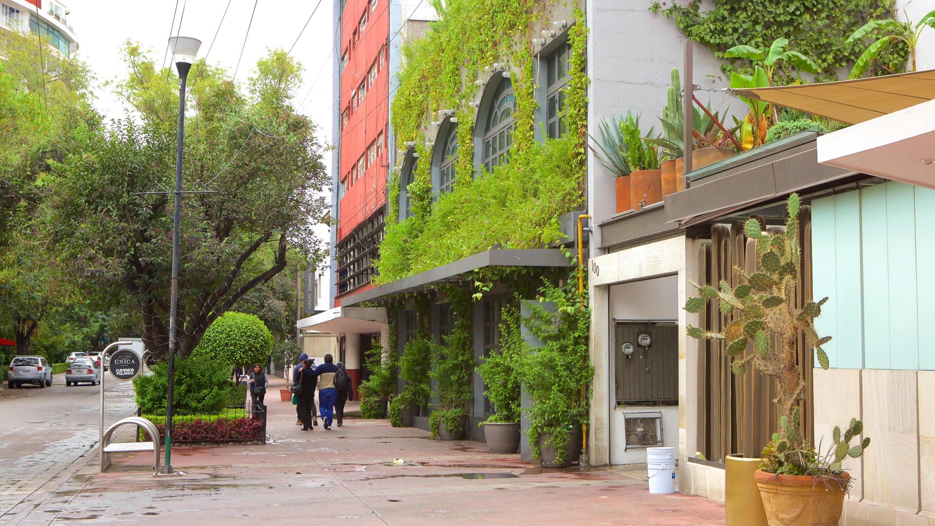 Polanco showing street scenes