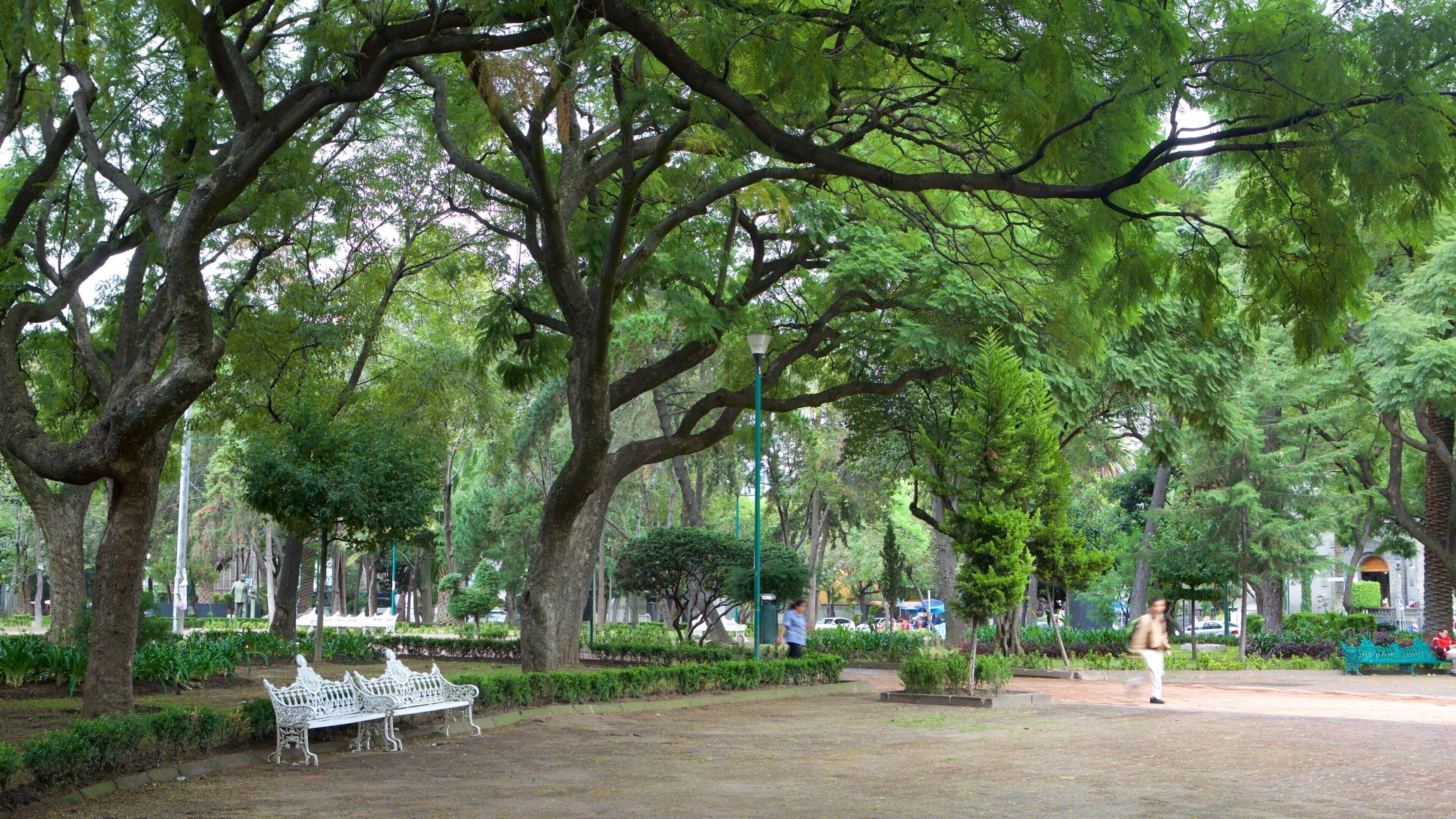 Polanco featuring a park and a square or plaza