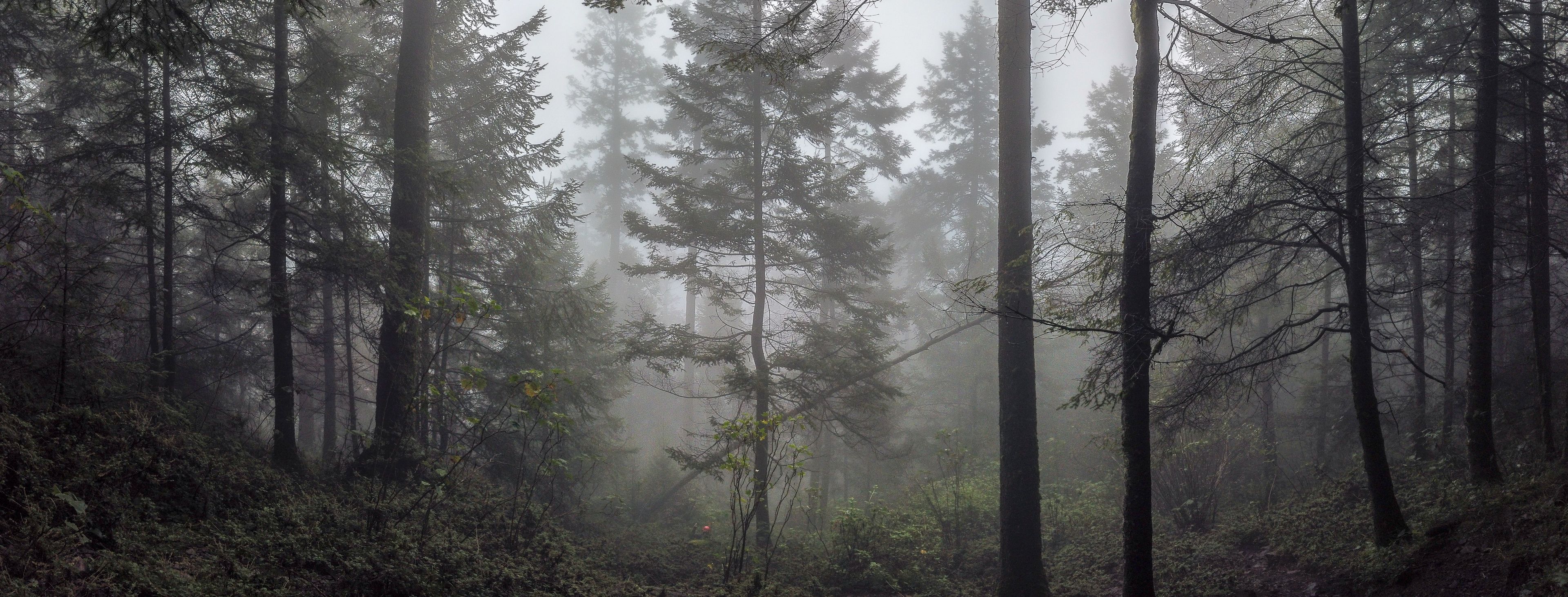 A dense forest with tall trees and a misty atmosphere.