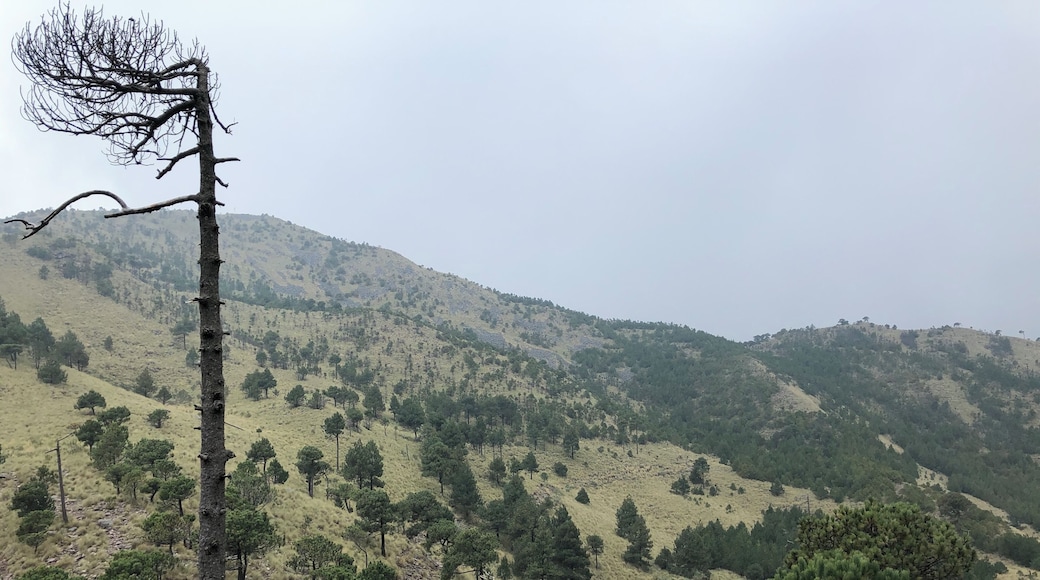 1.5 Hour-Hike to the top - There are two ways. Best use Maps.me for orientation. Great nature close to Mexico City - The hiking trail starts by crossing a plank bridge. The „left“ way up is more step but shorter. Best is doing the round.