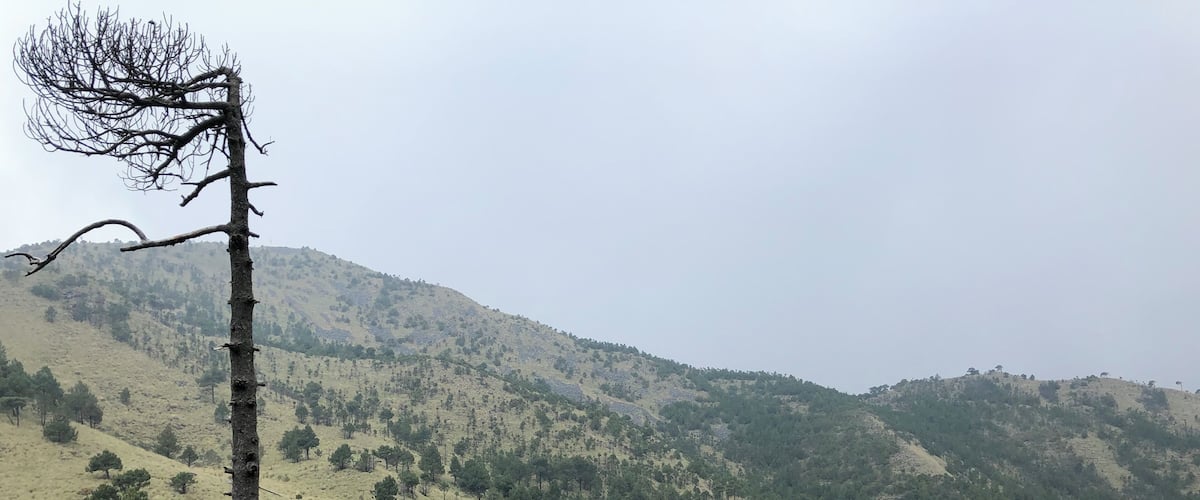 1.5 Hour-Hike to the top - There are two ways. Best use Maps.me for orientation. Great nature close to Mexico City - The hiking trail starts by crossing a plank bridge. The âleftâ way up is more step but shorter. Best is doing the round.
