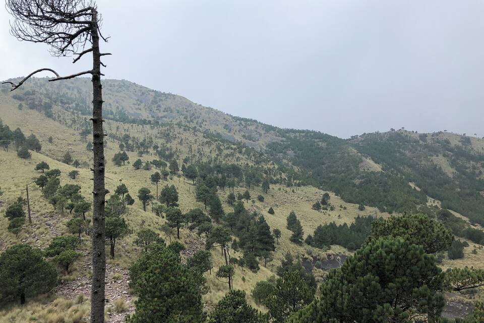 A mountainous landscape with scattered trees and a prominent dead tree in the foreground.