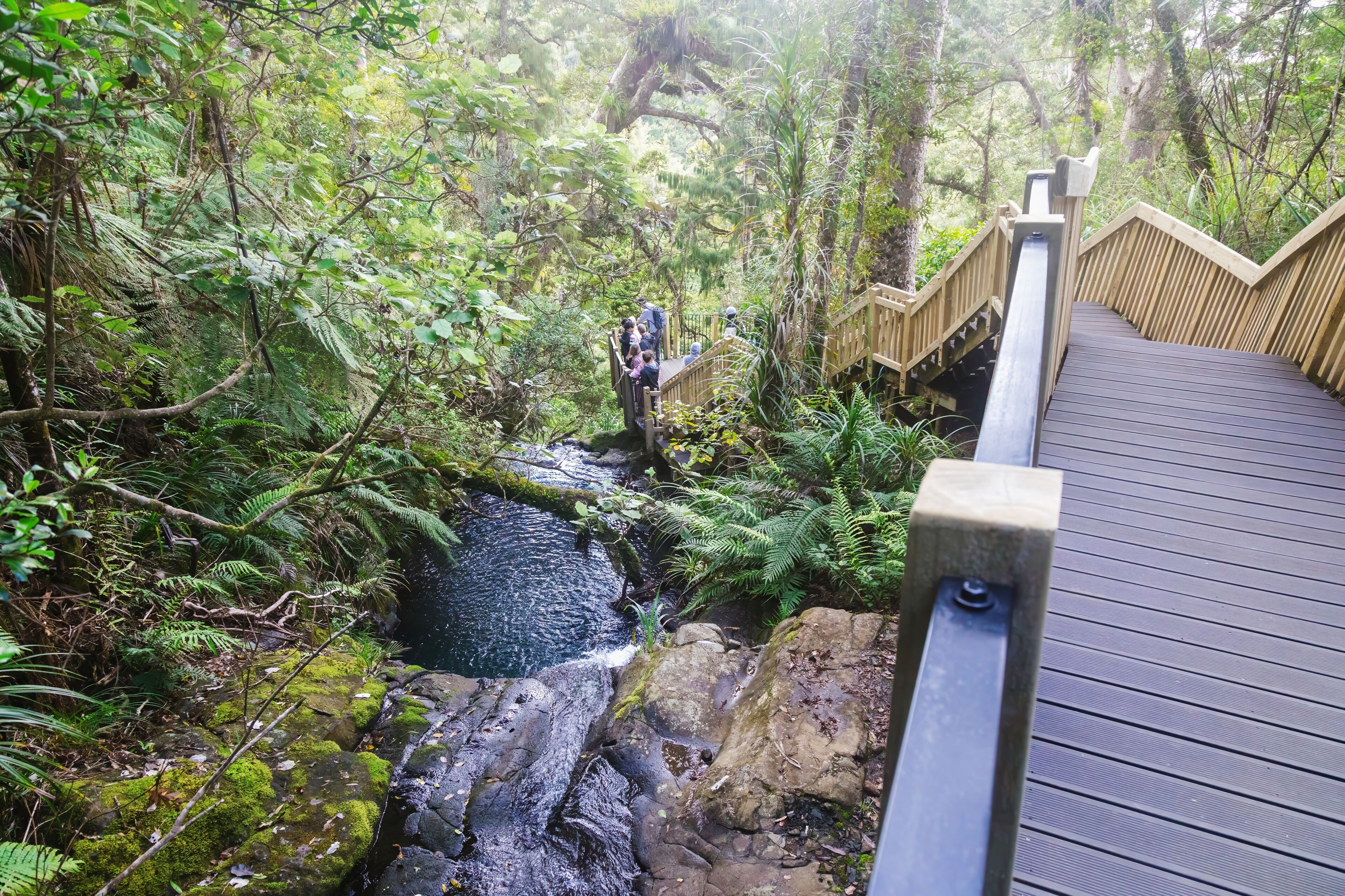 Stream and boardwalk on the forest trail of the Fairy Falls Walk in thw Waitakere Ranges, Henderson, Auckland, New Zealand.