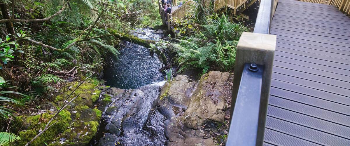 Stream and boardwalk on the forest trail of the Fairy Falls Walk in thw Waitakere Ranges, Henderson, Auckland, New Zealand.