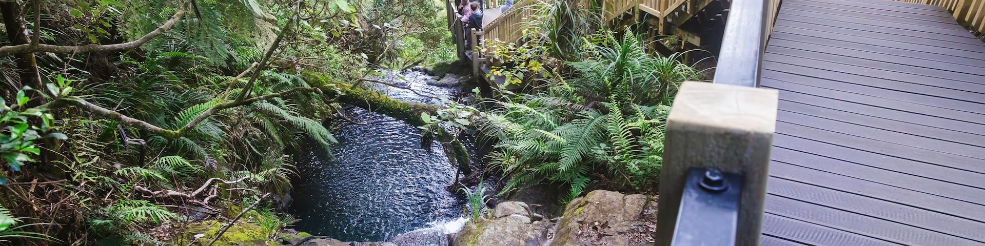 Stream and boardwalk on the forest trail of the Fairy Falls Walk in thw Waitakere Ranges, Henderson, Auckland, New Zealand.