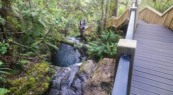 Stream and boardwalk on the forest trail of the Fairy Falls Walk in thw Waitakere Ranges, Henderson, Auckland, New Zealand.