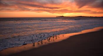 So I tend to see a lot of sunsets as you might find out... my favorite part is seeing how the textures and colors evolve and shift in the sky as the light perspective changes. I loved watching the Sand Pipers dance with the waves as they came in. That's Half Moon Bay in the distance and the world famous surf spot, Mavericks, just to the left of the headland.