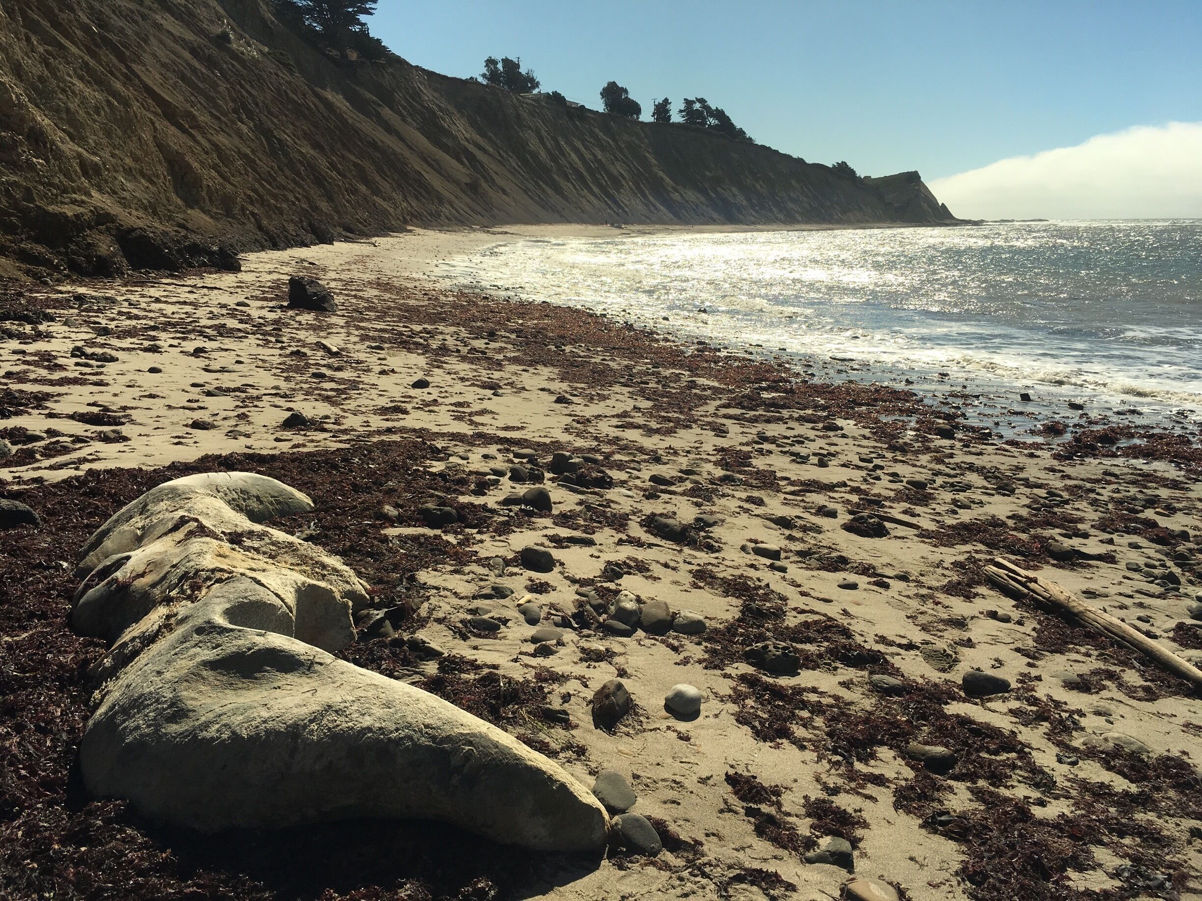 A rocky beach with seaweed and large boulders.
