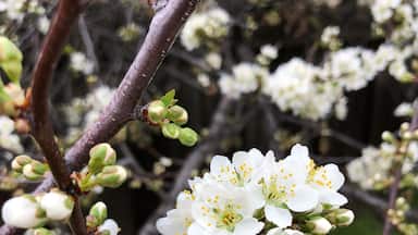 Signs of Spring 2018 in Pittsburg, CA