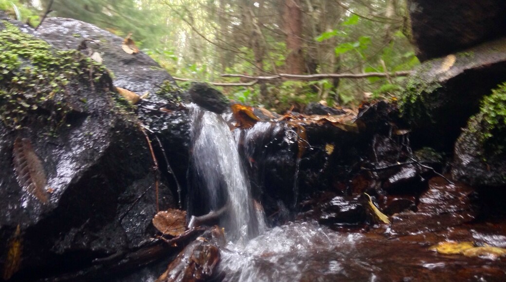 I'm quickly falling in love with Norway. Everyday I'm here I find something new that inspires me. Spent the day in the woodland outside of Oslo and was taken aback by its beauty.