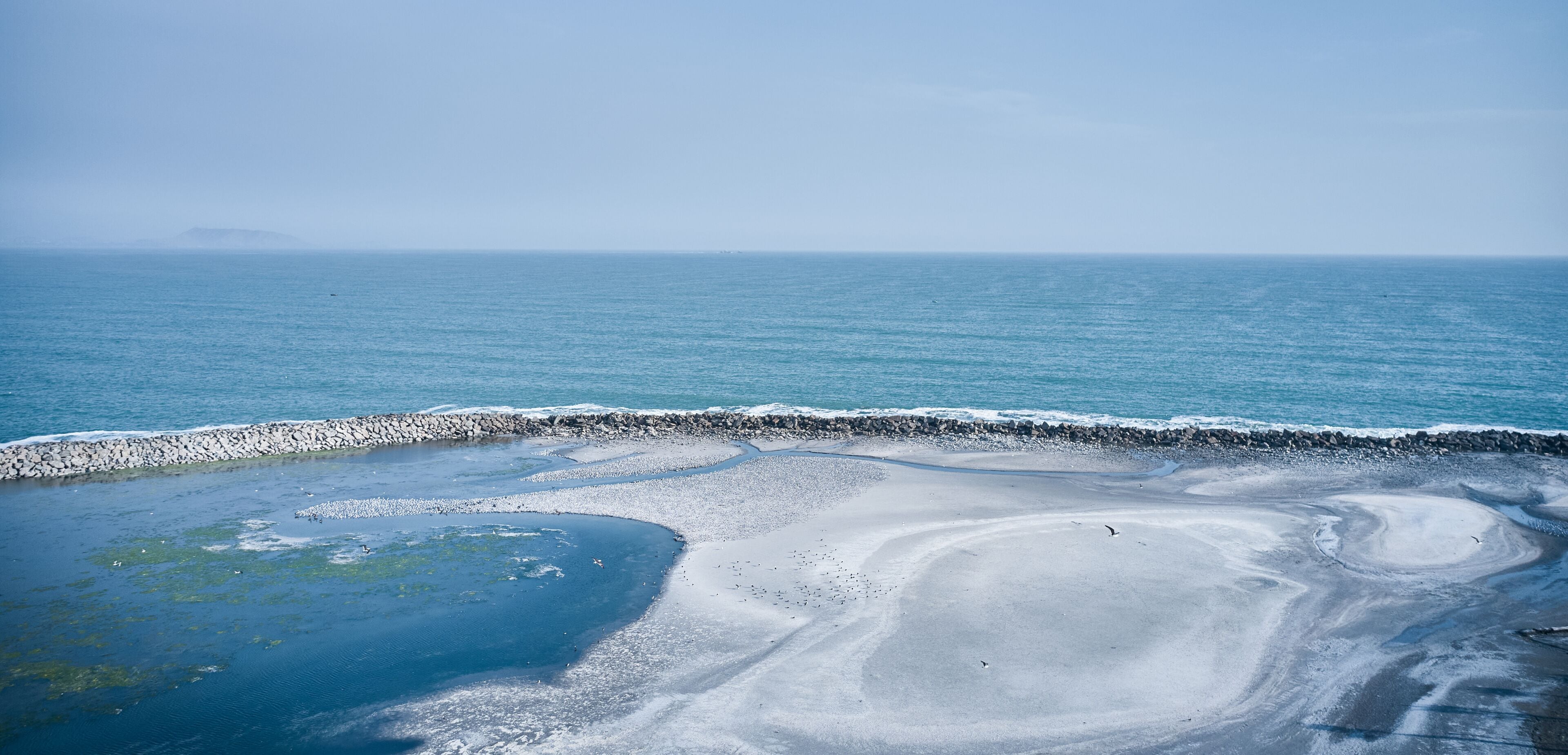 Thousands of birds gathering on a sandy beach next to a rock breakwater in callao, peru