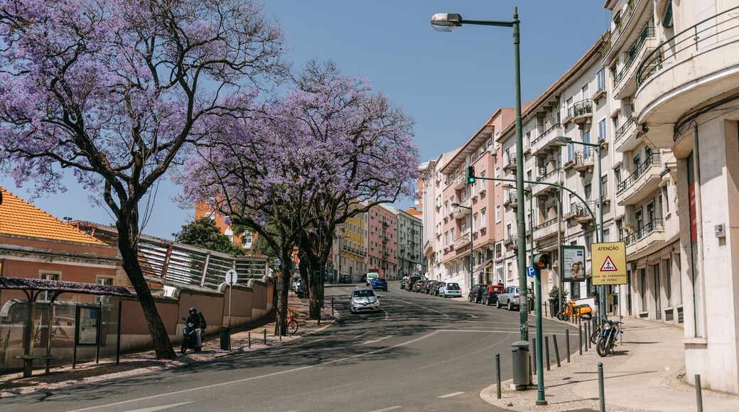Rato showing wildflowers