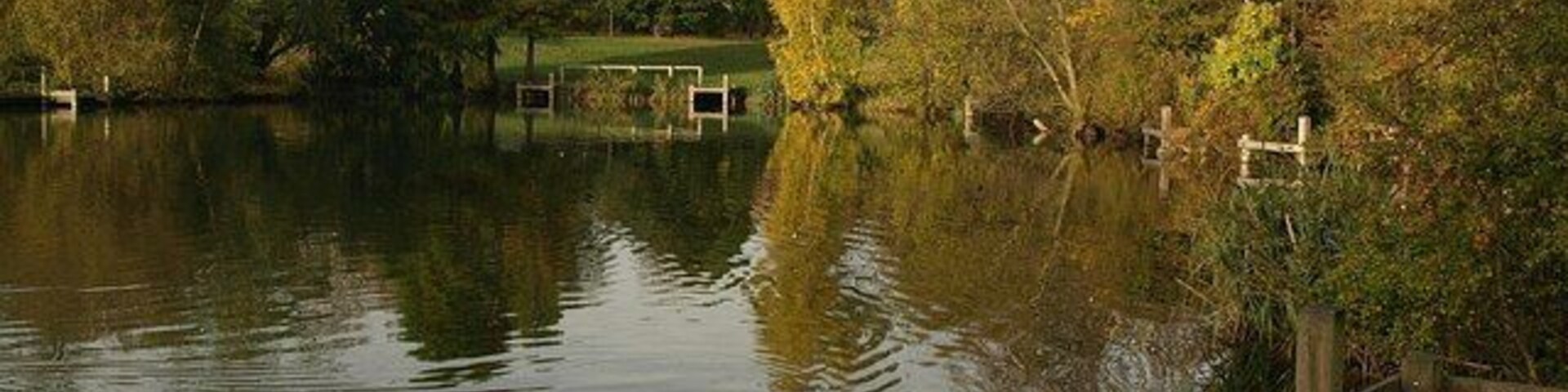 Wandsworth Common Lake A swan alters direction to intercept me. This is the southern part of the lake.