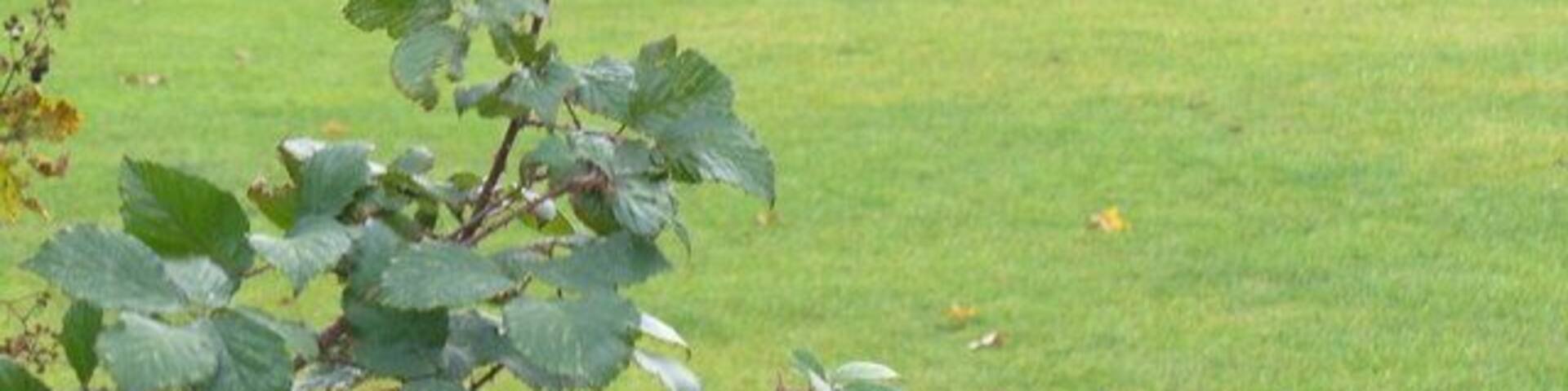 Tooting Graveney Common Popular open space for recreation which is surrounded by densely populated residential streets.