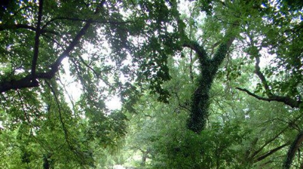 Ravensbourne River BR2. This photograph taken from a little way north of the end of Ravensbourne Avenue, looking south, where the river and its tree-lined banks pass between playing fields.