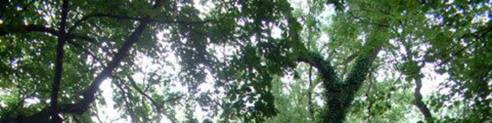 Ravensbourne River BR2. This photograph taken from a little way north of the end of Ravensbourne Avenue, looking south, where the river and its tree-lined banks pass between playing fields.