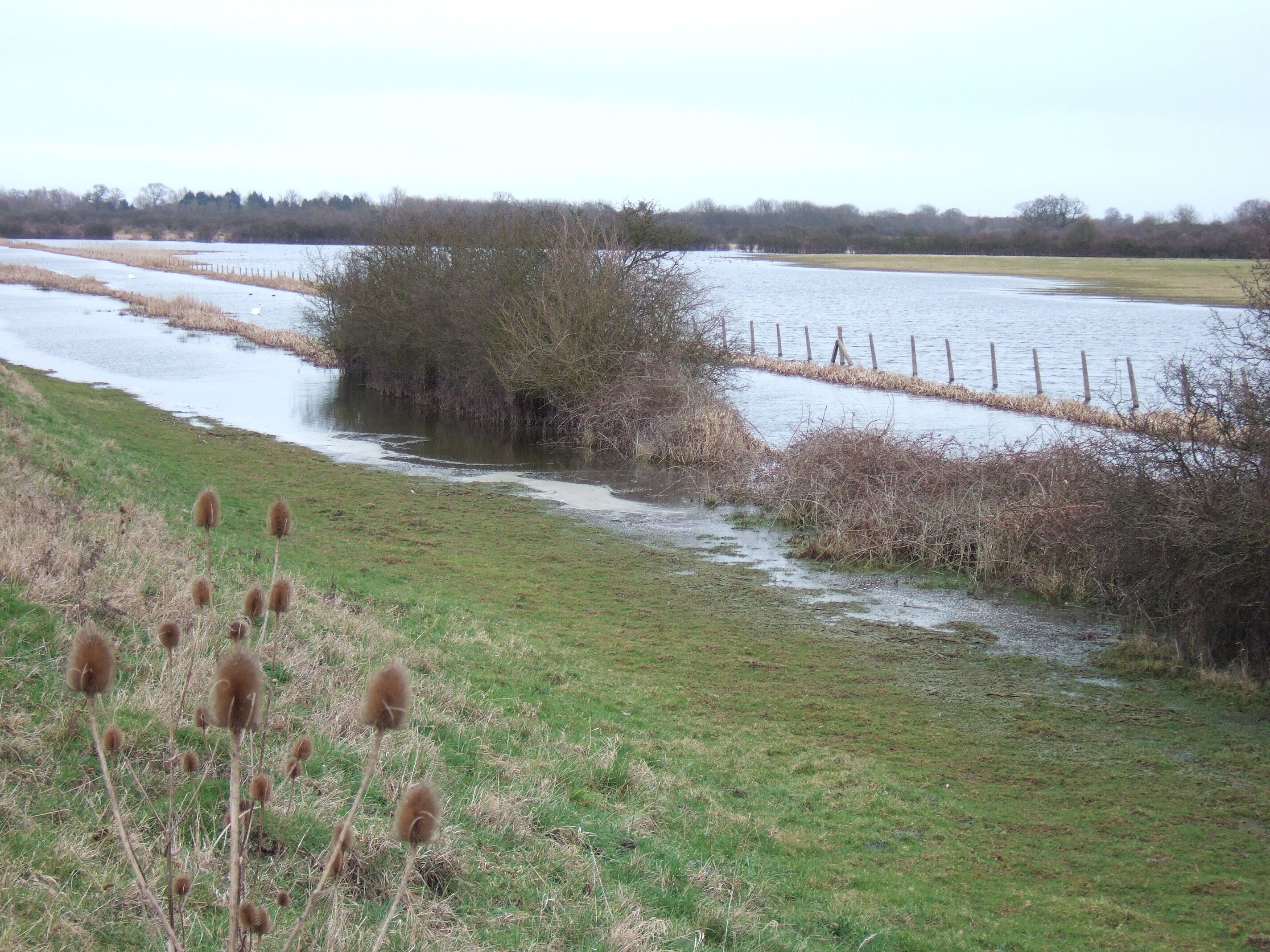 Flooded pasture near Sutton Gault
