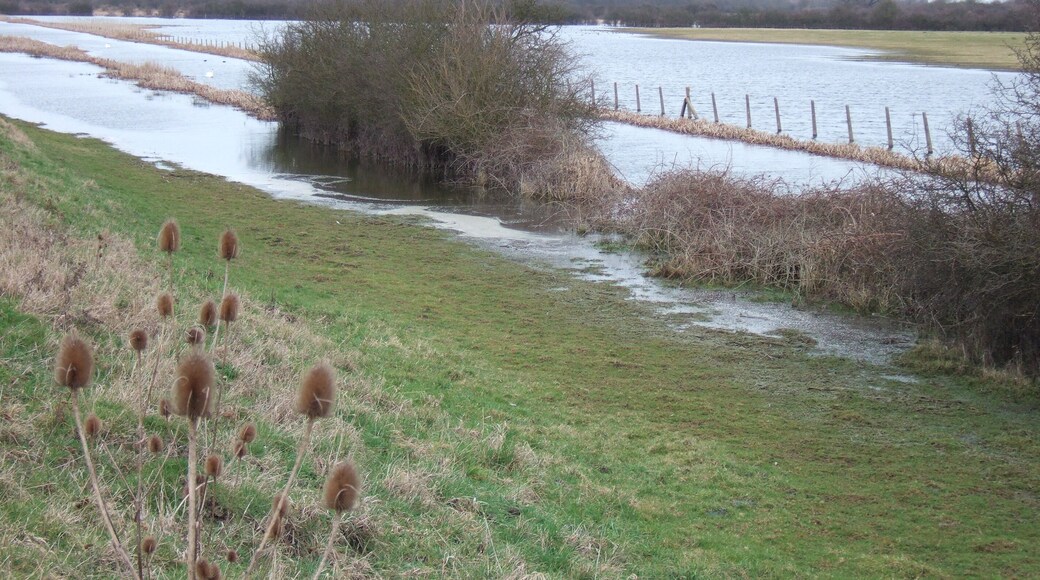 Flooded pasture near Sutton Gault