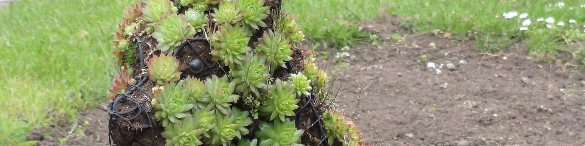 Dog of plants on Dog Kennel Hill.